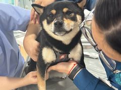 -谐和贝康宠物医院24小时·宠保定点(急重症转诊中心)