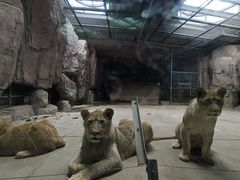 -鄂尔多斯野生动物园