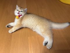 -欣宠猫屋·矮脚拿破仑·蓝金金渐层