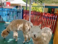 -萌宠亲子动物乐园(槐房万达店)