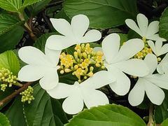 -广州神农草堂中医药博物馆