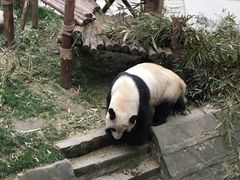 -成都大熊猫繁育研究基地
