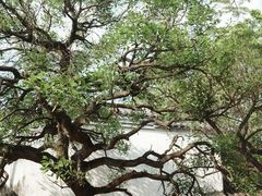 -海珠湖公园