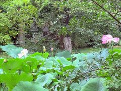 -花溪公园