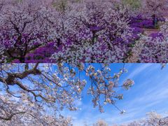 -江苏三台山国家森林公园