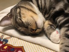 -北京博爱动物医院有限公司