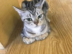 -萌喵宠狗爱心宠咖