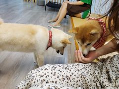-柴迷FANS CLUB·柴犬狗咖·猫咖