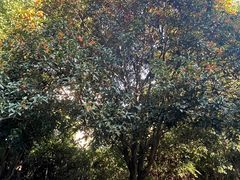 -杭州半山国家森林公园