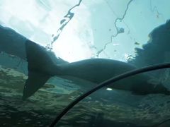 -悉尼海洋生物水族馆