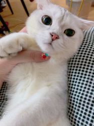 -Miss·A日式美甲美睫