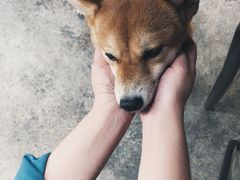 -柴犬高等学院·狗咖·柴犬售卖·宠物训练