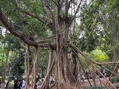-中国科学院西双版纳热带植物园