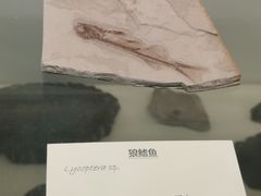 -天津自然博物馆