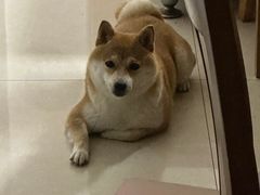 -玖佳宠物医院·泌尿·骨科·中老年病