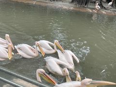 -广州长隆飞鸟乐园