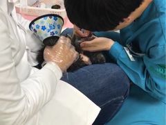 -瑞派宠物医院·24h·骨外科·皮肤科·全科宠物医疗转诊中心(沈阳浑南院)