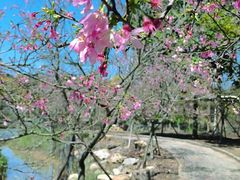 -天适樱花悠乐园