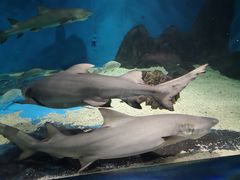 -秦皇岛新澳海底世界