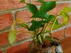 -贝尔麦莎(城上城店)