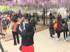 -嘉定紫藤园