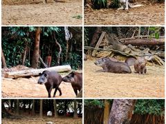 -广州长隆野生动物世界