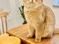 -楼上猫咖(罗湖店)