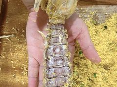 -琼大师东方烤乳猪(亚特兰蒂斯店)