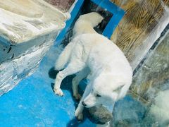-大连圣亚海洋世界