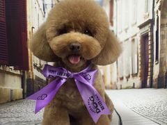 -读宠于你·约克夏比熊·睫角守宫·爬宠售卖(高新店)