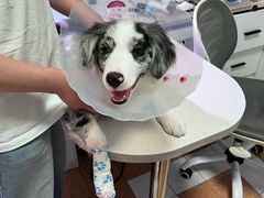 -西安京西宠物医院·瘫痪·疑难杂症