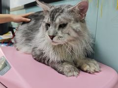 -嘉馨宠物医院·CT影像转诊·心脏科·犬猫全科诊疗中心(下沙大学城院区)