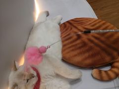 -COLOR PETS 撸猫馆·购猫·猫咖(长风大悦城店)