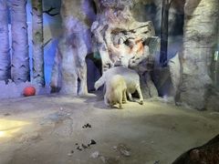 -芜湖新华联大白鲸海洋公园