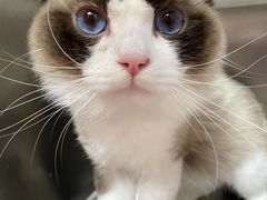 -小叮当动物医院·骨科·眼科