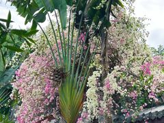 -深圳国际园林花卉博览园