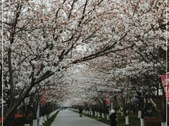 -高东镇樱花园