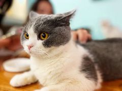 -猫小院猫主题餐厅(三里屯店)
