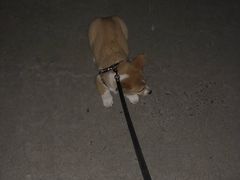 -安安宠医·安宠宠物医院