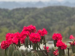 -贵州百里杜鹃风景名胜区