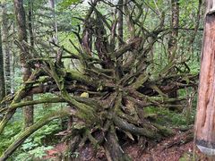 -五营红松林海景区