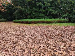 -上海共青森林公园