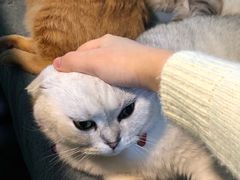 -李小姐の猫咖啡馆(五角场店)