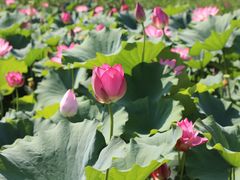 -莲花池公园