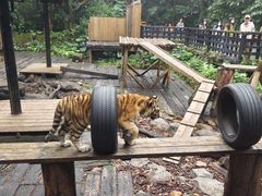 -广州长隆野生动物世界