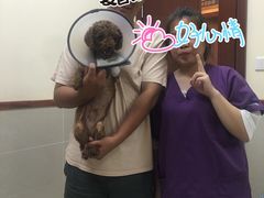 -艾贝尔宠物医院·24H转诊中心·肿瘤猫专科(江宁双龙店)