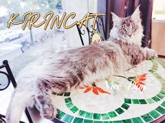 -十年猫舍·猫咪专门店(普陀店)