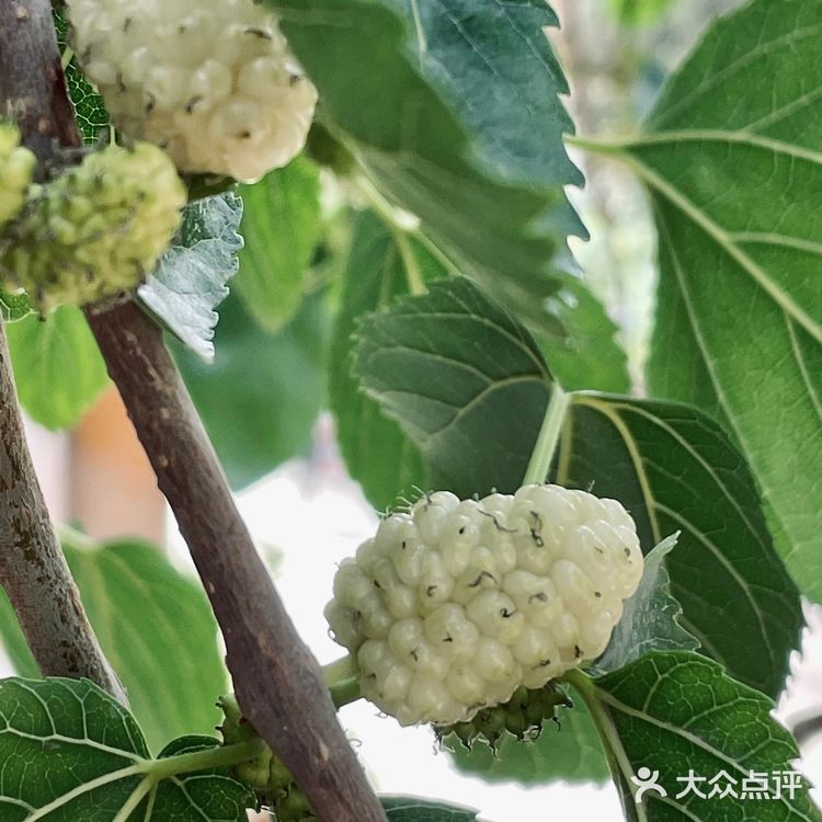 喀什古城桑椹熟啦❗️不要钱吃到饱❗️❗️
