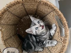 -喵zoo家庭繁育猫舍(尖东智能花园店)