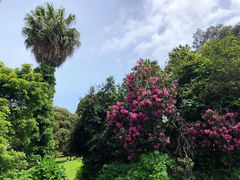 -墨尔本皇家植物园